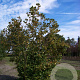 Corylus avellana 250-300 cm draadkluit struik