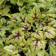 Heucherella tiarelloides GM P9