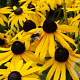 Rudbeckia f. 'Goldsturm' GM P9