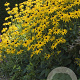 Rudbeckia f. 'Goldsturm' GM P9
