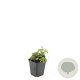 Fragaria vesca GM P9