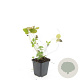 Fragaria vesca GM P9
