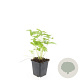 Fragaria vesca GM P9