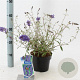 Buddleja d. 'Nanho Blue' 30-40 cm 2,0L