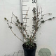 Buddleja d. 'Nanho White' 40-60 cm 2,0L