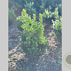 Buxus sempervirens 50-60 cm met kluit