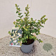 Symphoricarpos Magical Candy 25-30 cm 2,0L