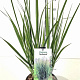 Panicum virgatum 'Northwind' GM C5