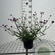 Verbena bon. 'Lollipop' GM 2,0L