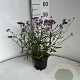 Verbena bon. 'Lollipop' GM 2,0L