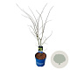 Acer Arctic Jade 100-125 cm 15L