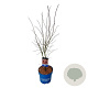 Acer North Wind 100-125 cm 15L