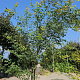 Acer palmatum 200-250 cm container meerstammig