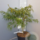 Acer pal. 'Dissectum' 50-60 cm 10L