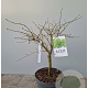 Acer pal. 'Dissectum' 50-60 cm 10L