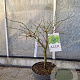 Acer pal. 'Dissectum' 50-60 cm 10L