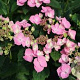 Hydrangea m. 'Messalina' GM 3,0L leverbaar
