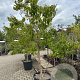 Heptacodium miconioides 200-250 cm container meerstammig