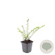 Lonicera pileata GM P9