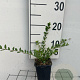 Lonicera pileata GM P9