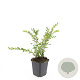 Lonicera pileata GM P9