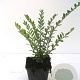 Lonicera pileata GM P9
