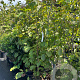 Magnolia 'Galaxy' 125-150 cm 20L