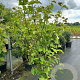 Magnolia 'Galaxy' 125-150 cm 20L