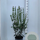 Osmanthus heterophyllus 80-100 cm 10L
