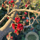Parrotia persica 200-250 cm container meerstammig