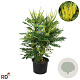Mahonia media 'Winter Sun' 60-80 cm 20L extra
