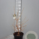 Viburnum plic. Kilimandjaro 60-80 cm 7,5L