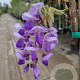 Wisteria flor. 'Honbeni' 175-200 cm 10L