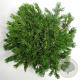 Pinus mugo mugo 50-60 cm 12L