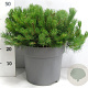 Pinus mugo mugo 50-60 cm 12L
