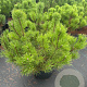 Pinus mugo mugo 50-60 cm 12L