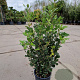 Quercus ilex 60-80 cm 3,0L