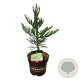 Sequoiadendron g. 'H. Mammoth Two' 50-60 cm 7,5L