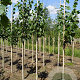 Tilia europaea 'Pallida' 8-10 HO draadkluit
