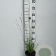 Molinia caerulea 'Heidebraut' GM 2,0L