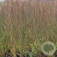 Molinia caerulea 'Moorhexe' GM P9