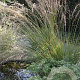 Molinia caerulea 'Moorhexe' GM P9