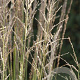 Molinia caerulea 'Moorhexe' GM P9