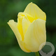 Tulipa World Friendship verpakt per 100