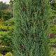 Juniperus s. 'Blue Arrow' 125-150 cm 10L
