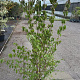 Cornus mas 150-175 cm 25L solitair