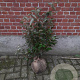 Elaeagnus ebbingei 60-80 cm met kluit