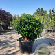 Prunus lusitanica 'Angustifolia' 60 cm container bol