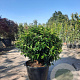 Prunus lusitanica 'Angustifolia' 60 cm container bol