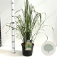 Calamagrostis acut. 'Karl Foerster' 50-60 cm 4,0L
